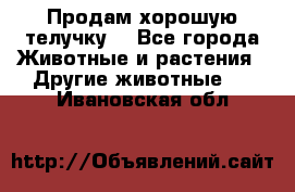 Продам хорошую телучку. - Все города Животные и растения » Другие животные   . Ивановская обл.